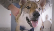 Dog Film Festival Dog Film Festival