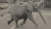 Tyke Elephant Outlaw Tyke Elephant Outlaw