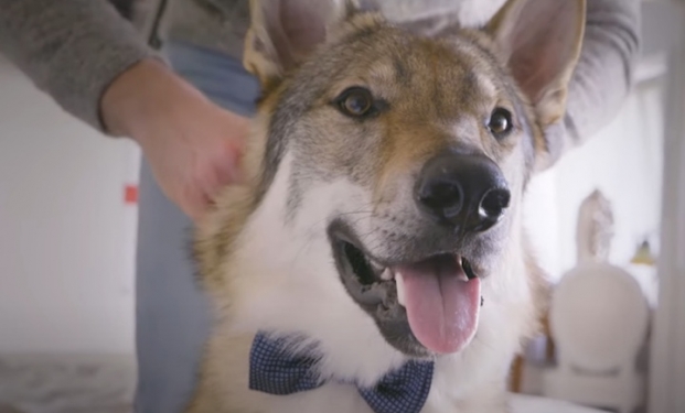 Dog Film Festival Dog Film Festival