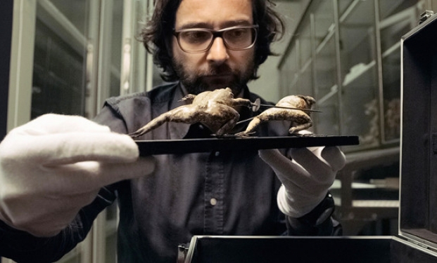 The great museum di Johannes Holzhausen The great museum di Johannes Holzhausen