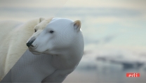 Orso polare ricostruito da EDI Effetti Digitali Italiani Orso polare ricostruito da EDI Effetti Digitali Italiani