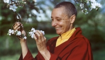 Tenzin Palmo Tenzin Palmo
