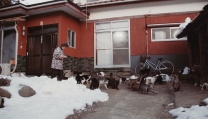 Cat Heaven Island Cat Heaven Island