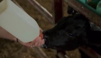 Rotten, il nuovo documentario Netflix sull'industria del cibo Rotten, il nuovo documentario Netflix sull'industria del cibo