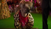 Show Dogs – Entriamo in Scena Show Dogs – Entriamo in Scena