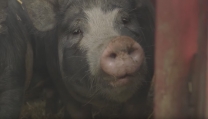 The Last Pig The Last Pig