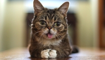 Lil Bub Lil Bub