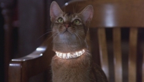 Il gatto venuto dallo spazio Il gatto venuto dallo spazio
