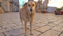 Film sulla storia del cane di Scicli, Italo Film sulla storia del cane di Scicli, Italo