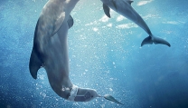Locandina di L'incredibile storia di Winter il delfino 2 Locandina di L'incredibile storia di Winter il delfino 2