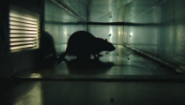 Rats Rats
