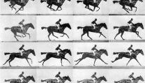 The horse in motion di Muybridge The horse in motion di Muybridge