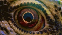 Voyage of Time Voyage of Time