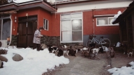Cat Heaven Island