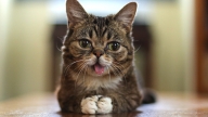 Lil Bub