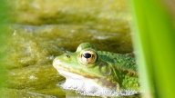 Festival della Biodiversità