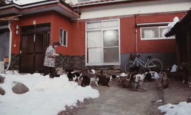 Cat Heaven Island Cat Heaven Island