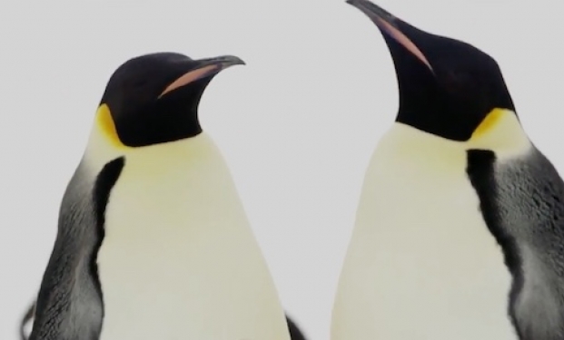 La marcia dei pinguini Il richiamo La marcia dei pinguini Il richiamo