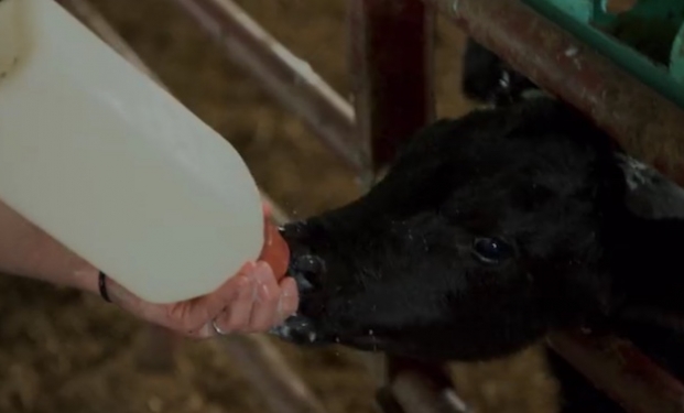 Rotten, il nuovo documentario Netflix sull'industria del cibo Rotten, il nuovo documentario Netflix sull'industria del cibo