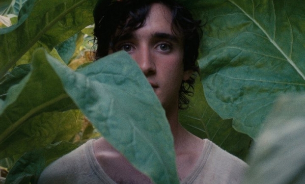 Lazzaro felice Lazzaro felice