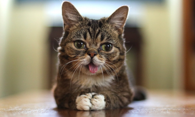 Lil Bub Lil Bub
