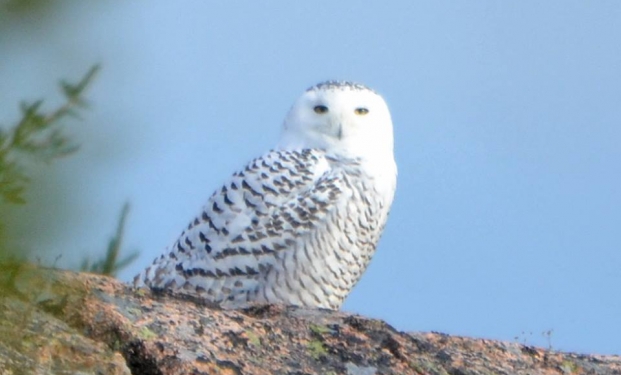 Snowy Owl by Michael Good Snowy Owl by Michael Good