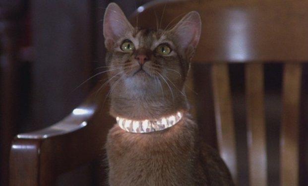 Il gatto venuto dallo spazio Il gatto venuto dallo spazio