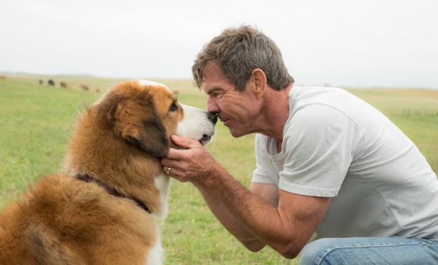 A Dog's Purpose A Dog's Purpose