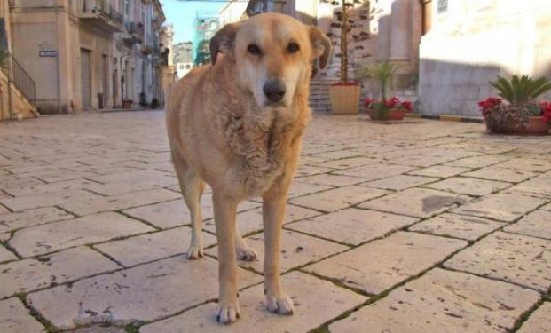Film sulla storia del cane di Scicli, Italo Film sulla storia del cane di Scicli, Italo