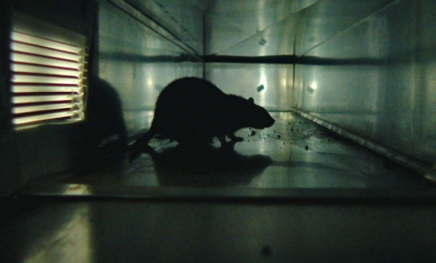 Rats Rats