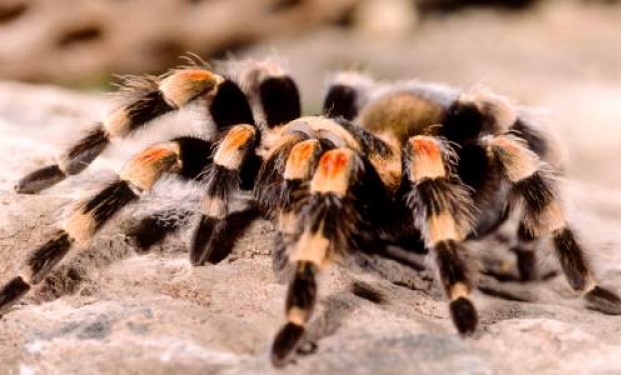 Tarantola Tarantola