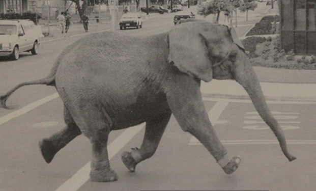 Tyke Elephant Outlaw Tyke Elephant Outlaw