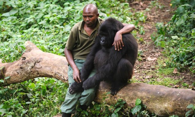 Virunga Virunga