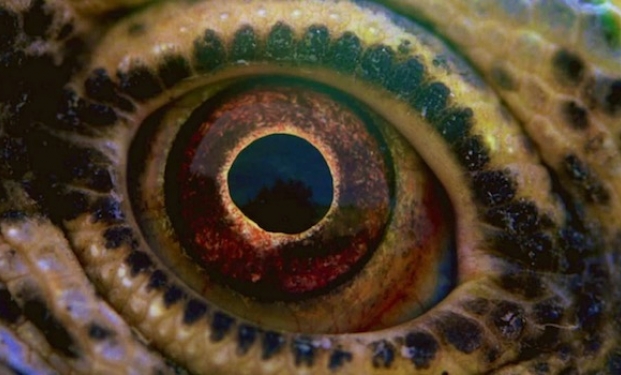 Voyage of Time Voyage of Time